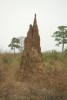 Turmite mound