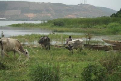Fisherman and cattle